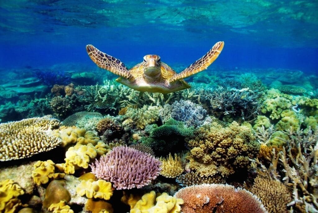 A-Grande-Barreira-de-Coral-Um-Patrimonio-natural-em-risco