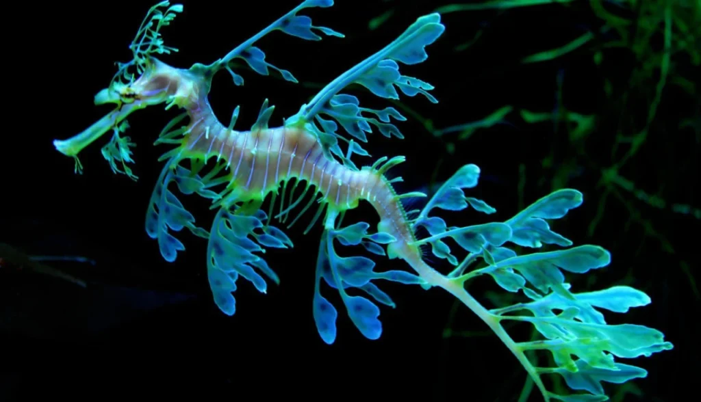 dragao-marinho-conservacao-australia-